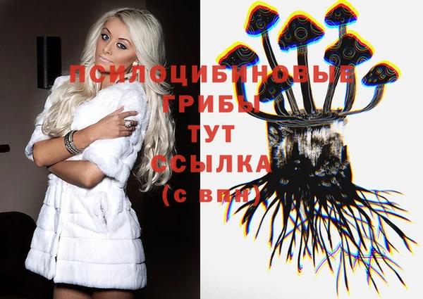 стаф Аркадак